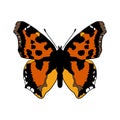 vector drawing scarce tortoiseshell butterfly