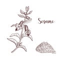 Vector drawing sesame plant and seeds