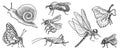 vector drawing set of insects Royalty Free Stock Photo