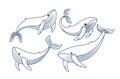 Vector drawing set with whales