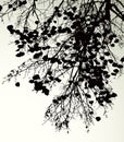 Vector drawing. Silhouette of branches against the sky Royalty Free Stock Photo