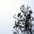 Vector drawing. Silhouette of branches against the sky Royalty Free Stock Photo