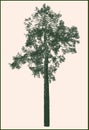 Vector drawing of silhouette single young pine tree