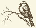 Vector drawing. Small titmouse on a branch