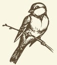 Vector drawing. Small titmouse on a branch