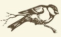 Vector drawing. Small titmouse on a branch