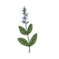 Vector drawing speedwell