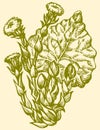 Vector drawing. Spring primroses Coltsfoot (Tussilago Farfara)