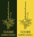 Vector drawing STICKLEWORT. Hand drawn illustration. The Latin name is AGRIMONIA EUPATORIA L
