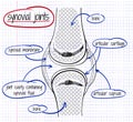 Vector drawing of a synovial joint Royalty Free Stock Photo