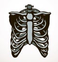 Vector drawing. Thorax and ribs Royalty Free Stock Photo