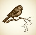 Vector drawing. Tits, sparrows and bullfinches on branches