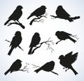 Vector drawing. Tits, sparrows and bullfinches on branches