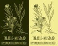Vector drawing TREACLE-MUSTARD. Hand drawn illustration. The Latin name is ERYSIMUM CHEIRANTHOIDES L