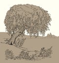 Vector drawing. Tree at the lake Royalty Free Stock Photo