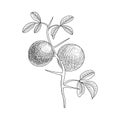 Vector drawing trifoliate orange