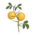 vector drawing trifoliate orange Royalty Free Stock Photo