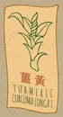 Vector drawing TURMERIC in Chinese. Hand drawn illustration. The Latin name is CURCUMA LONGA L