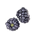 Vector drawing of two blackberries.Illustration for design fast food menu. Isolated icon on a white background Royalty Free Stock Photo