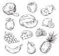 Vector Drawing Of Various Fruits