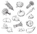 Vector drawing of various vegetables Royalty Free Stock Photo