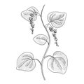 Vector drawing velvetleaf Royalty Free Stock Photo