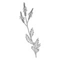 Vector drawing verbena Royalty Free Stock Photo