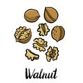 Vector drawing walnuts