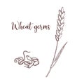 Vector drawing wheat germs Royalty Free Stock Photo