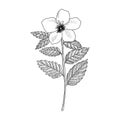 Vector drawing white buttercup