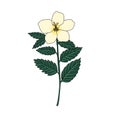Vector drawing white buttercup
