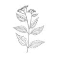 Vector drawing white snakeroot Royalty Free Stock Photo