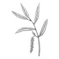 Vector drawing white willow