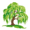 Vector drawing of willow tree Royalty Free Stock Photo