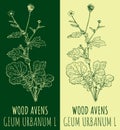 Vector drawing WOOD AVENS. Hand drawn illustration. The Latin name is GEUM URBANUM L
