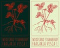 Vector drawing WOODLAND STRAWBERRY. Hand drawn illustration. The Latin name is FRAGARIA VESCA L