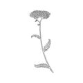 Vector drawing yarrow flower