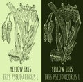 Vector drawing YELLOW IRIS. Hand drawn illustration. The Latin name is IRIS PSEUDACORUS L