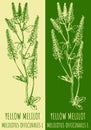 Vector drawing YELLOW MELILOT. Hand drawn illustration. The Latin name is MELILOTUS OFFICINALIS L