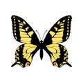 vector drawing yellow swallowtail butterfly