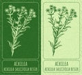 Vector drawings ACHILLEA. Hand drawn illustration. Latin name ACHILLEA SALICIFOLIA BESSER