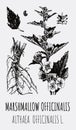Vector drawings of Althea. Hand drawn illustration. Latin name Althaea officinalis L