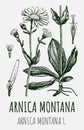 Vector drawings of Arnica. Hand drawn illustration. Latin name Arnica montana L