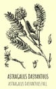 Vector drawings of astragalus. Hand drawn illustration. Latin name Astragalus dasyanthus Royalty Free Stock Photo