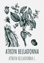 Vector drawings of BELLADONNA. Hand drawn illustration. Latin name ATROPA BELLADONNA L