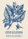 Vector drawings of BELLADONNA. Hand drawn illustration. Latin name ATROPA BELLADONNA L