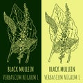 Vector drawings BLACK MULLEIN. Hand drawn illustration. Latin name VERBASCUM NIGRUM L