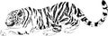 Vector drawings black and white predator tiger designe Royalty Free Stock Photo