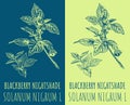 Vector drawings BLACKBERRY NIGHTSHADE. Hand drawn illustration. Latin name SOLANUM NIGRUM L