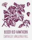 Vector drawings of blood red hawthorn. Hand drawn illustration. Latin name CRATAEGUS SANGUINEA PALL